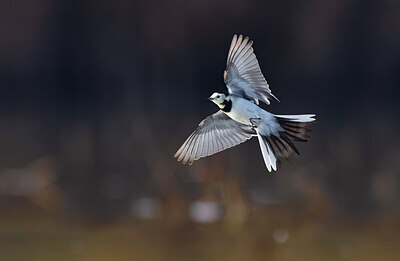 BUITEN BEELD Foto: 436284