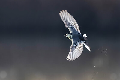 BUITEN BEELD Foto: 436286