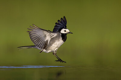 BUITEN BEELD Foto: 436289