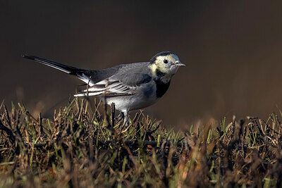 BUITEN BEELD Foto: 436291