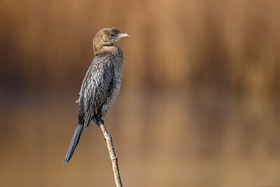BUITEN BEELD Foto: 436293