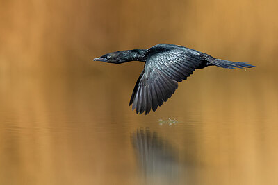 BUITEN BEELD Foto: 436300