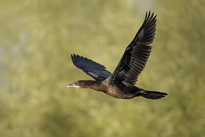 BUITEN BEELD Foto: 436314