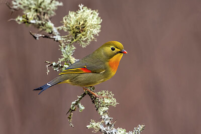 BUITEN BEELD Foto: 436317