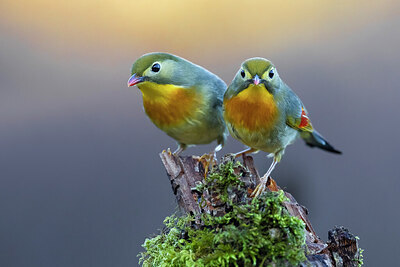 BUITEN BEELD Foto: 436319