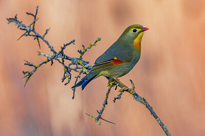 BUITEN BEELD Foto: 436320