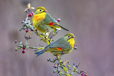 BUITEN BEELD Foto: 436323