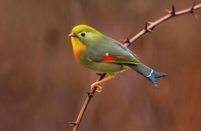 BUITEN BEELD Foto: 436324
