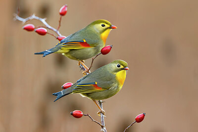 BUITEN BEELD Foto: 436325