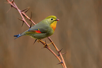 BUITEN BEELD Foto: 436327