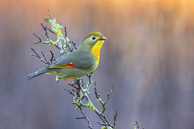 BUITEN BEELD Foto: 436328