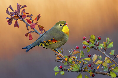 BUITEN BEELD Foto: 436329