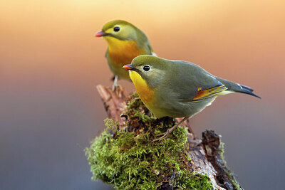 BUITEN BEELD Foto: 436330