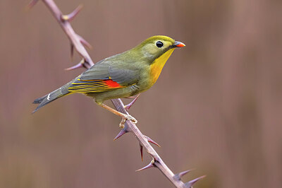 BUITEN BEELD Foto: 436333