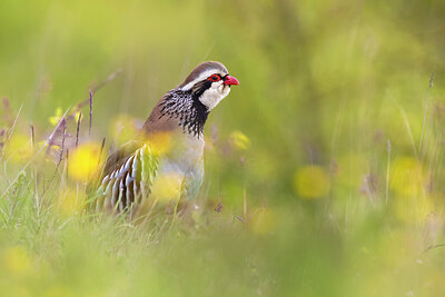 BUITEN BEELD Foto: 436335