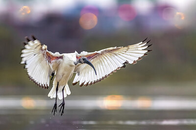 BUITEN BEELD Foto: 436350