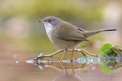 BUITEN BEELD Foto: 436352