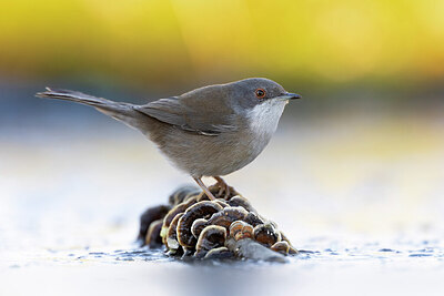 BUITEN BEELD Foto: 436353