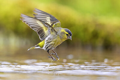 BUITEN BEELD Foto: 436365