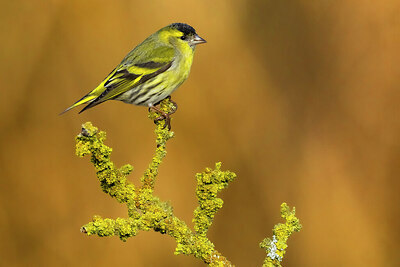 BUITEN BEELD Foto: 436366