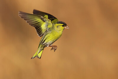 BUITEN BEELD Foto: 436369