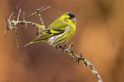 BUITEN BEELD Foto: 436370