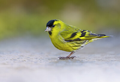 BUITEN BEELD Foto: 436371