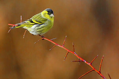 BUITEN BEELD Foto: 436372