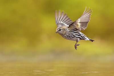 BUITEN BEELD Foto: 436373
