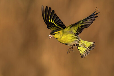 BUITEN BEELD Foto: 436374