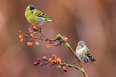 BUITEN BEELD Foto: 436375