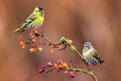 BUITEN BEELD Foto: 436376