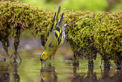 BUITEN BEELD Foto: 436377