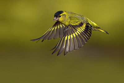 BUITEN BEELD Foto: 436378