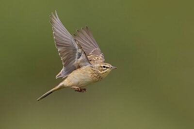 BUITEN BEELD Foto: 436389