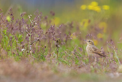 BUITEN BEELD Foto: 436391