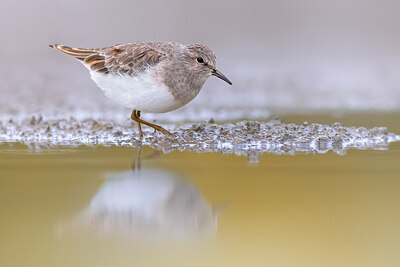BUITEN BEELD Foto: 436397