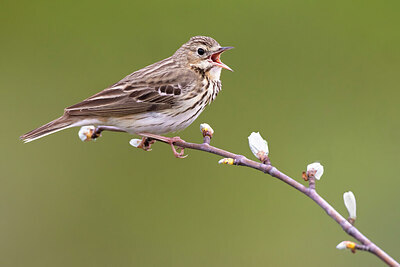 BUITEN BEELD Foto: 436400