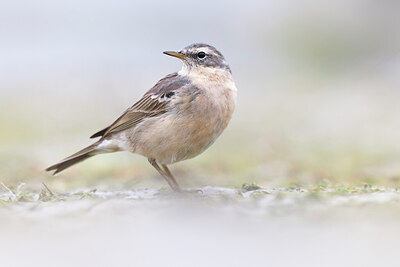 BUITEN BEELD Foto: 436403