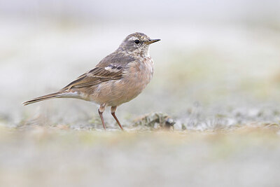 BUITEN BEELD Foto: 436404
