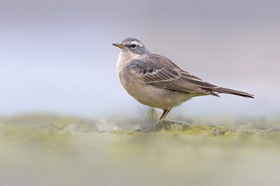 BUITEN BEELD Foto: 436405