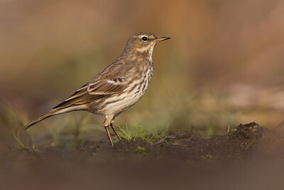 BUITEN BEELD Foto: 436407