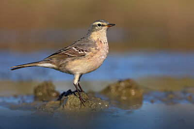 BUITEN BEELD Foto: 436408