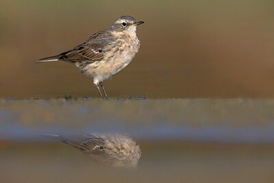BUITEN BEELD Foto: 436409