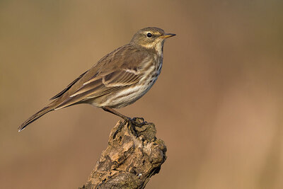 BUITEN BEELD Foto: 436412