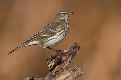BUITEN BEELD Foto: 436413