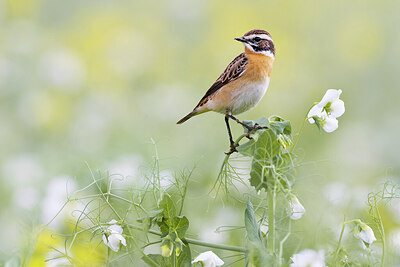 BUITEN BEELD Foto: 436418