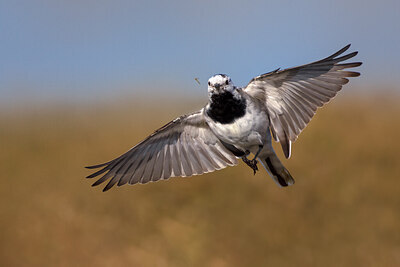 BUITEN BEELD Foto: 436421