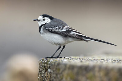 BUITEN BEELD Foto: 436423