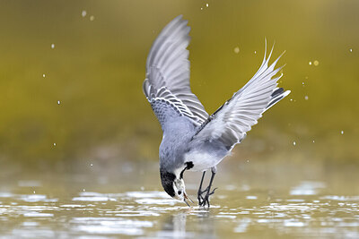 BUITEN BEELD Foto: 436424